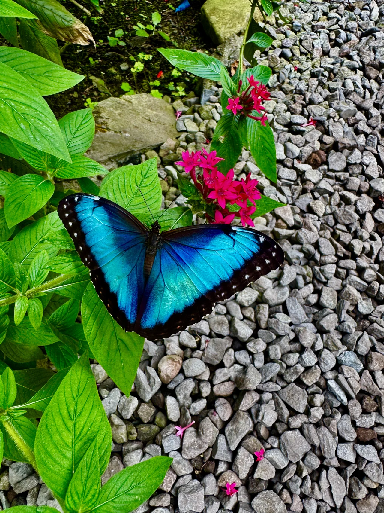 An iridescent blue butterfly on green leaves